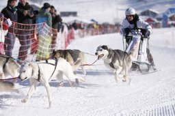 Lenk 2013